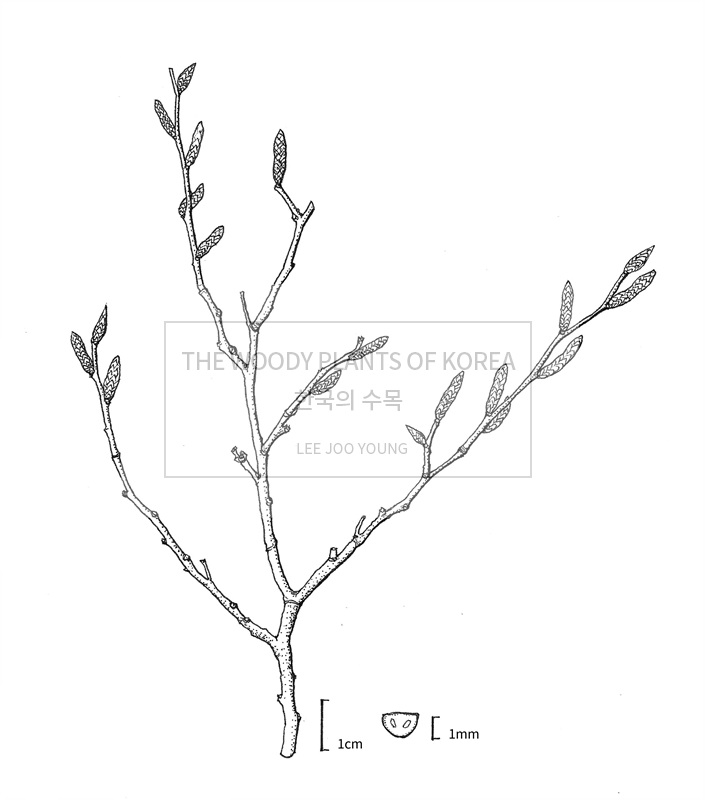 Carpinus laxiflora image