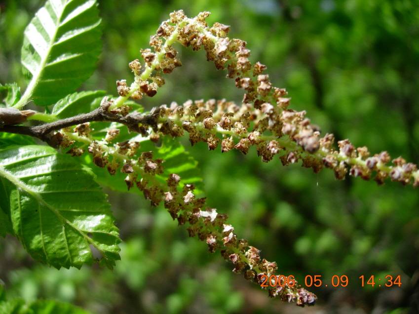 Betula chinensis image