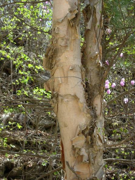 Betula costata image