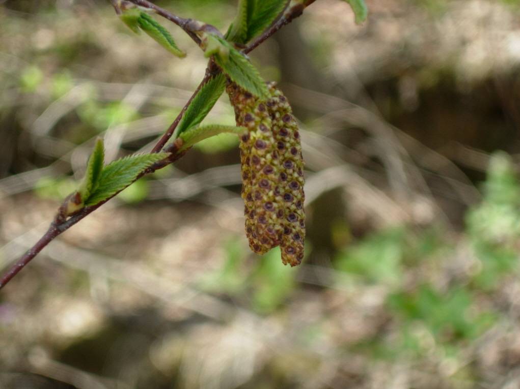 Betula costata image