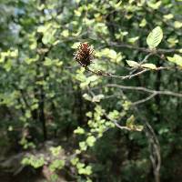 Betula chinensis image