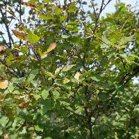 Betula chinensis image