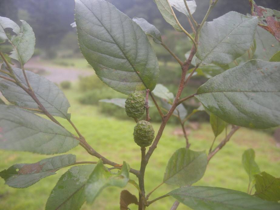 Alnus japonica image