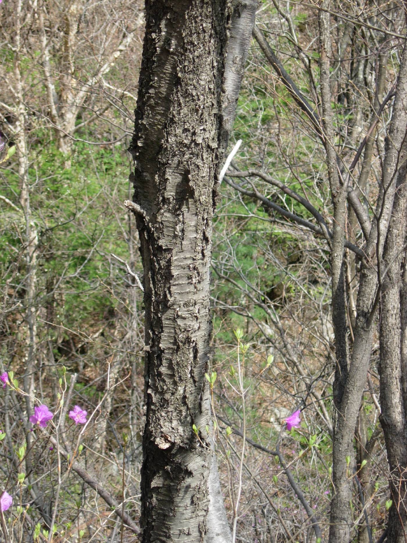 Betula schmidtii image