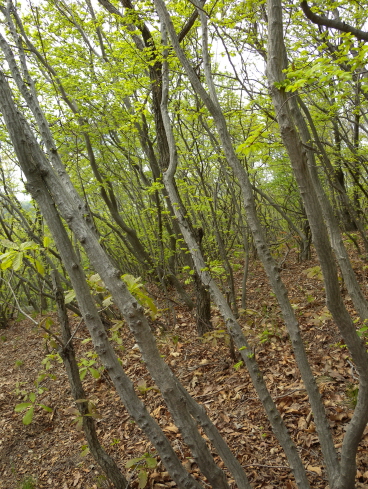 Carpinus turczaninovii image