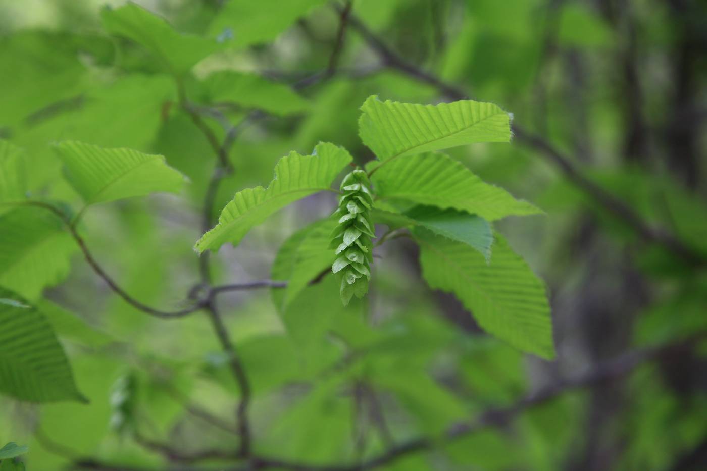 Carpinus cordata image