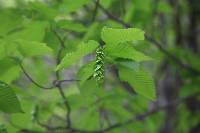 Carpinus cordata image