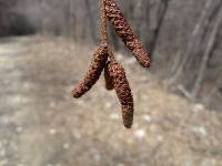 Betula schmidtii image