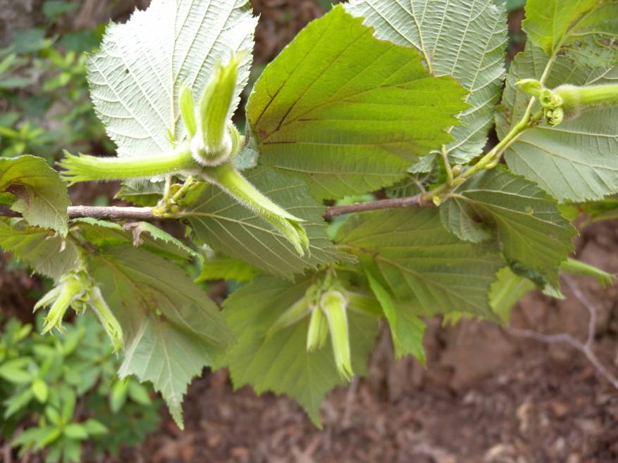 Corylus sieboldiana var. mandshurica image