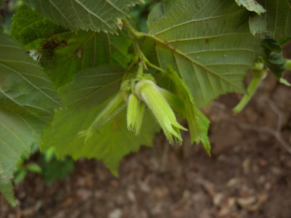 Corylus sieboldiana var. mandshurica image