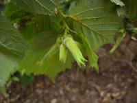 Corylus sieboldiana var. mandshurica image