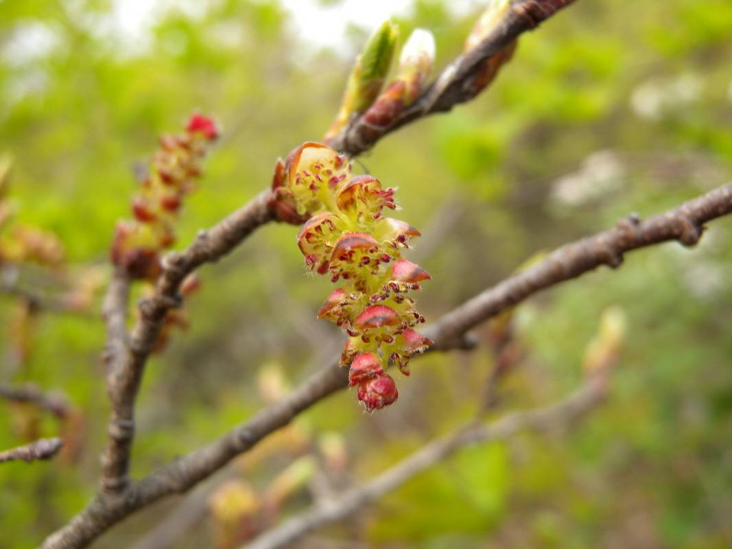 Carpinus turczaninovii image