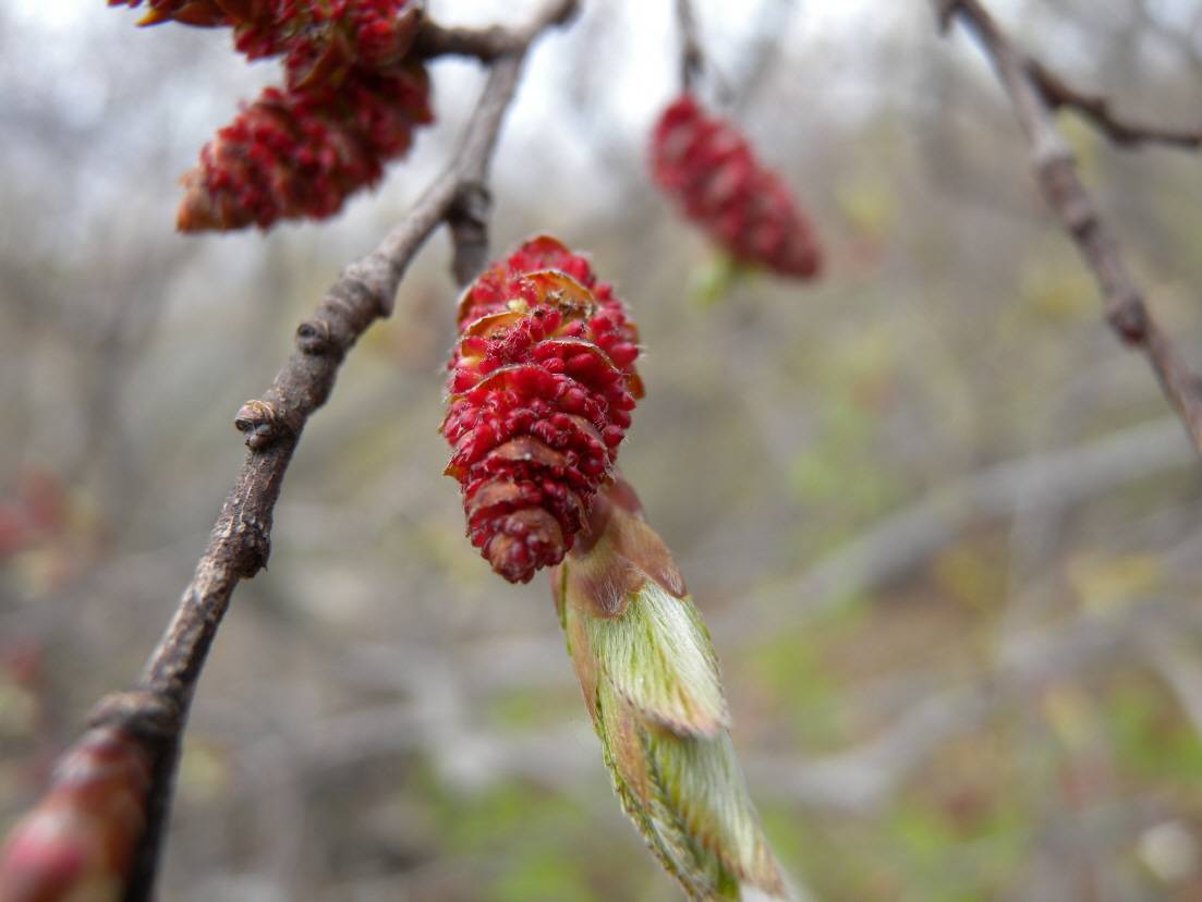 Carpinus turczaninovii image