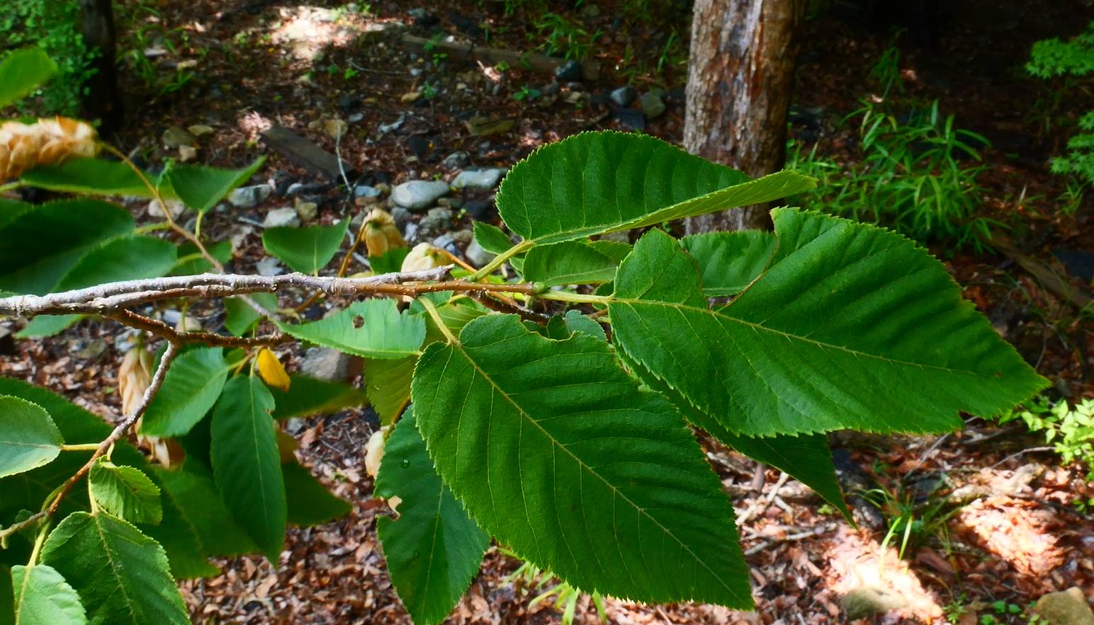 Ostrya japonica image