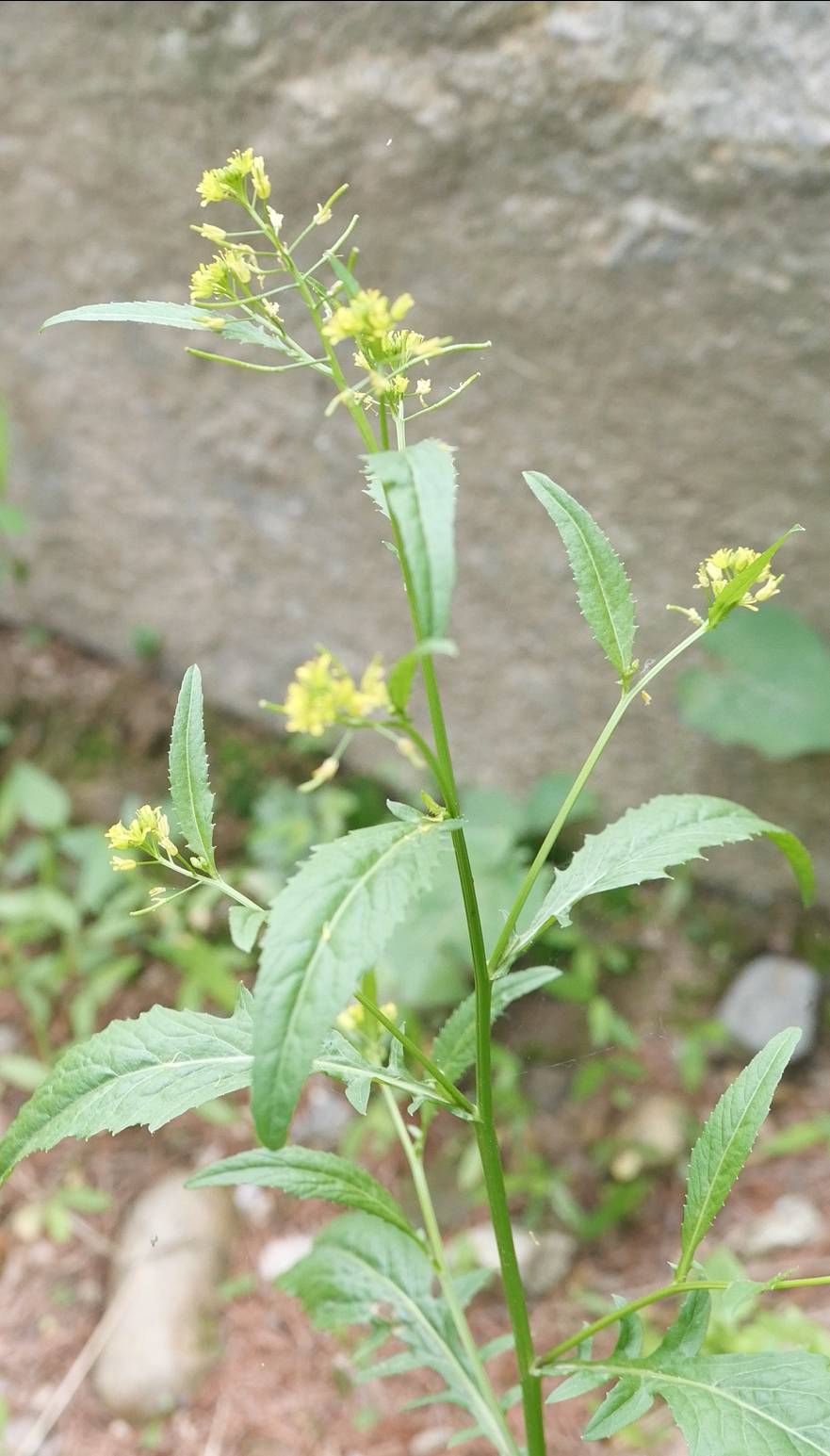 Rorippa indica image