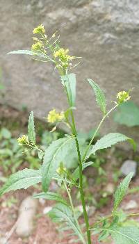 Rorippa indica image
