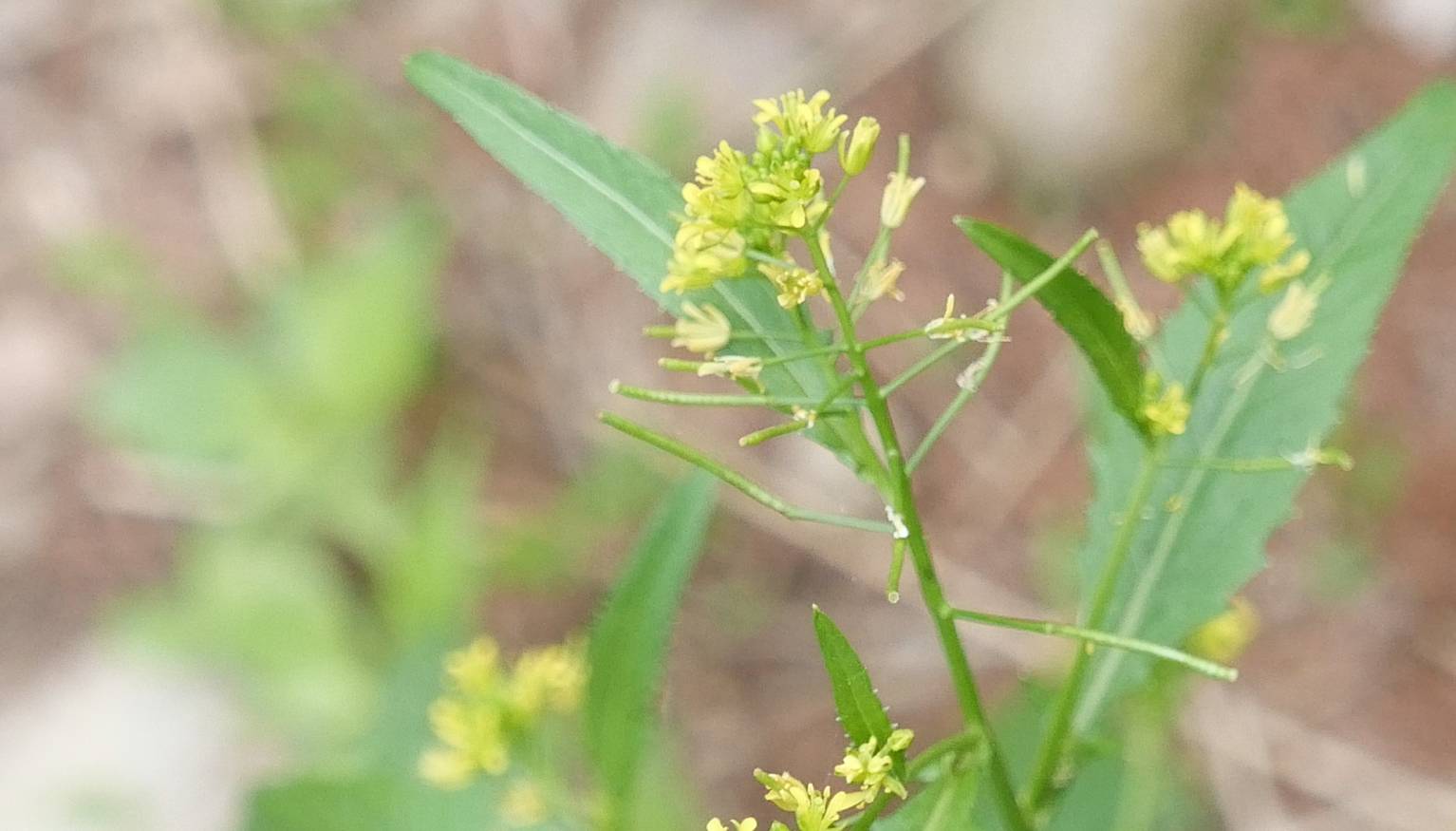 Brassicaceae image