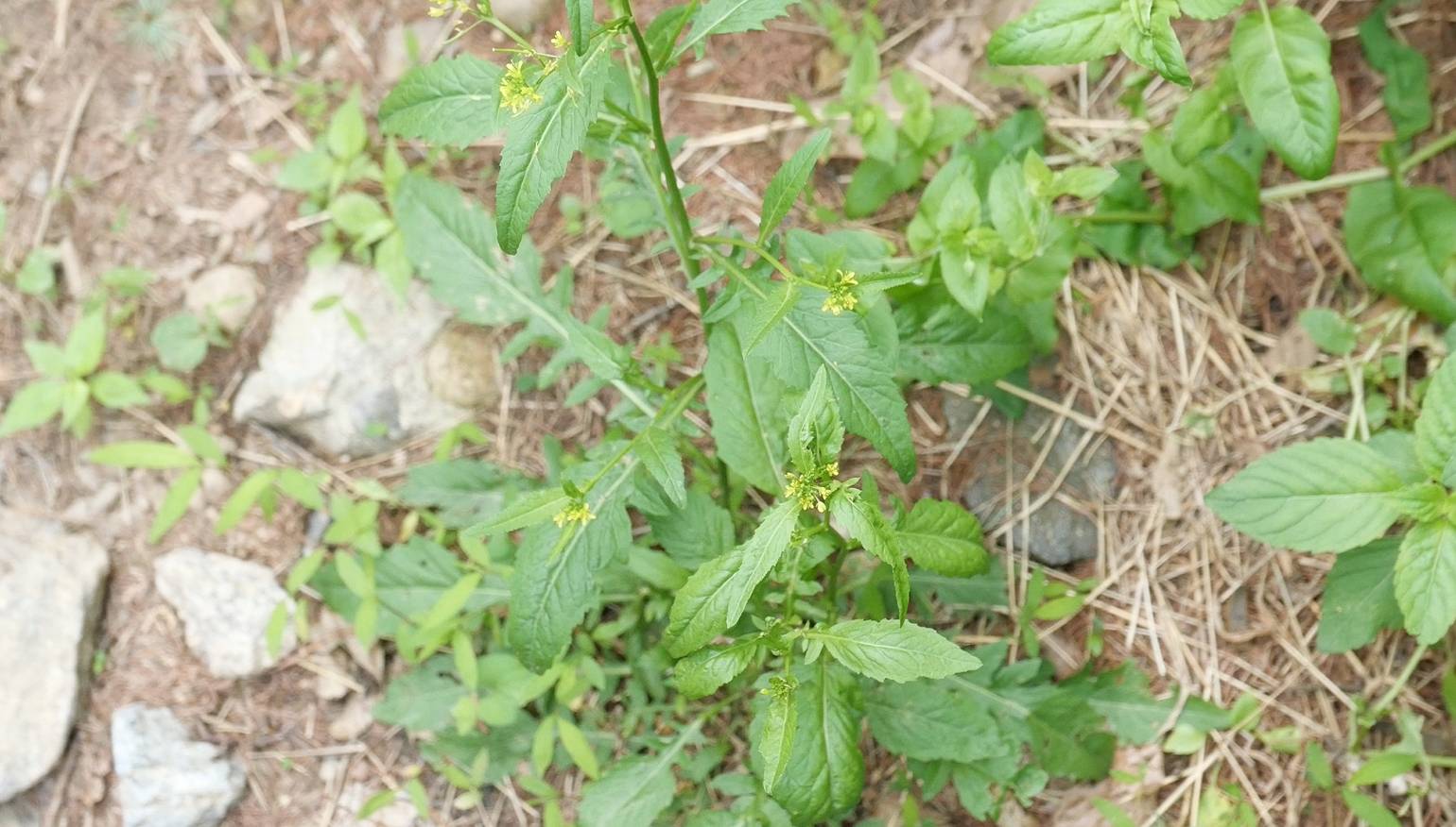 Brassicaceae image