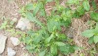 Rorippa indica image