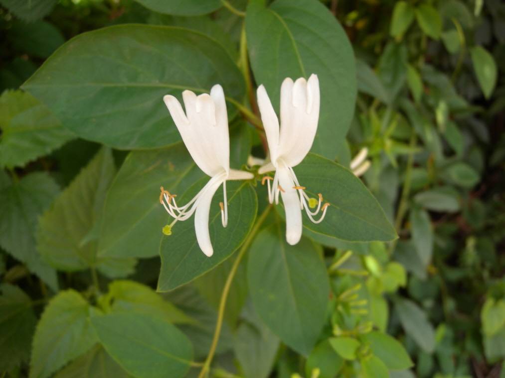 Lonicera japonica image