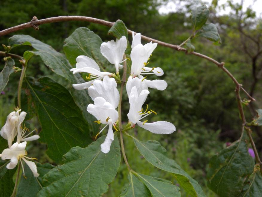 Lonicera maackii image