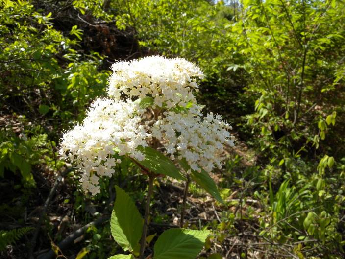 Viburnum dilatatum image