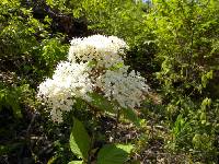 Image of Viburnum dilatatum