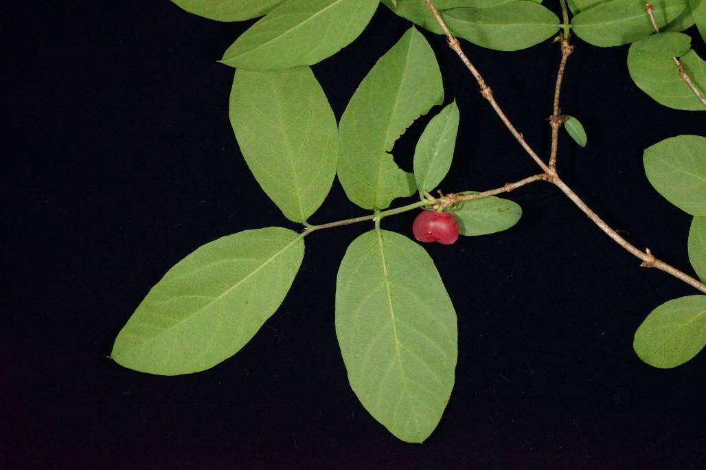 Lonicera harae image