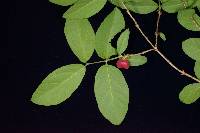 Image of Lonicera harae