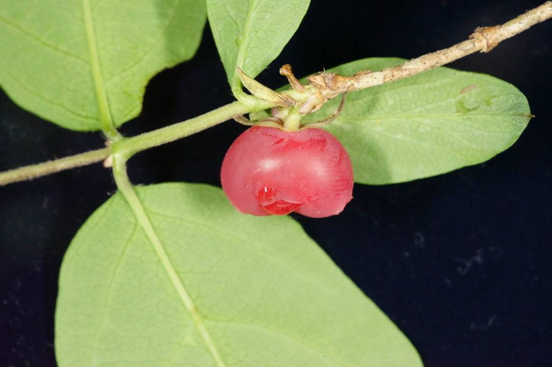 Caprifoliaceae image