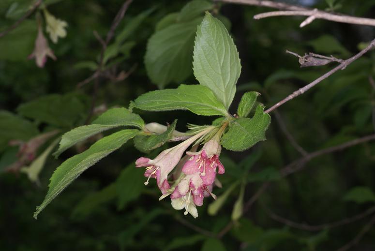 Caprifoliaceae image
