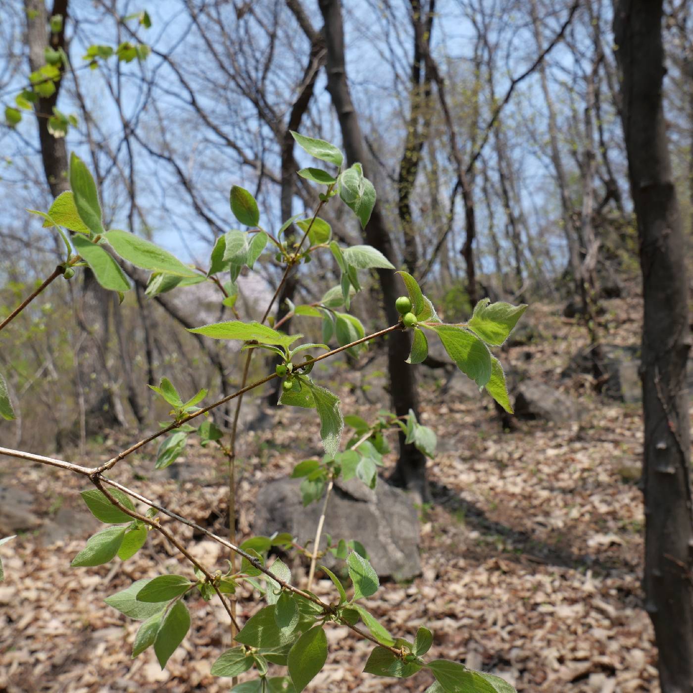 Lonicera praeflorens image
