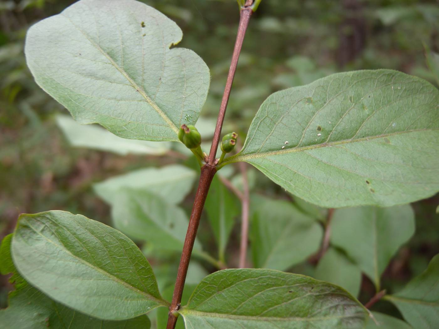Lonicera subsessilis image