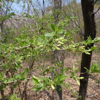 Weigela subsessilis image