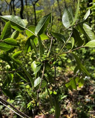 Lonicera harae image