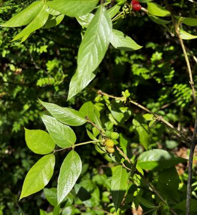 Lonicera praeflorens image