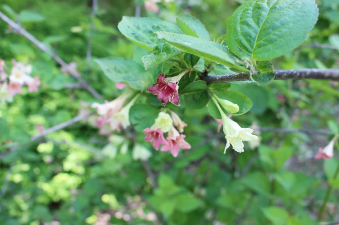 Weigela subsessilis image
