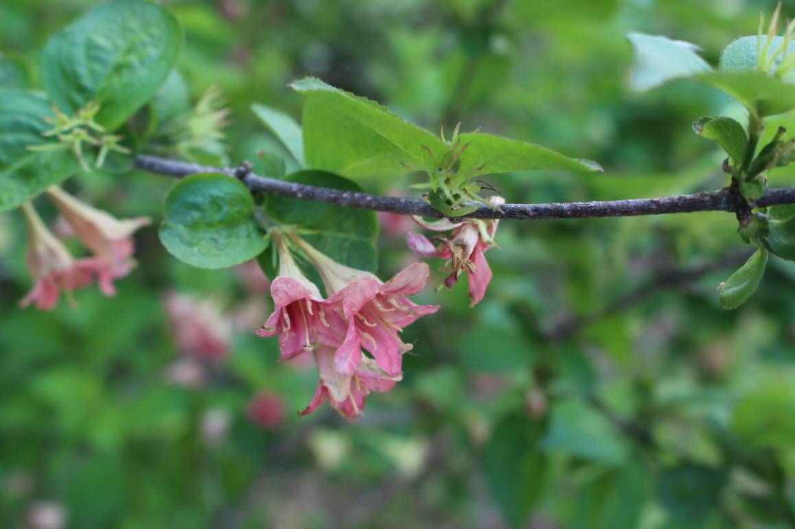 Weigela subsessilis image