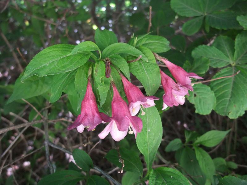Weigela florida image