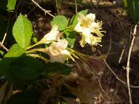 Weigela subsessilis image