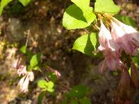 Weigela subsessilis image