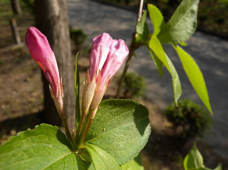 Weigela florida image