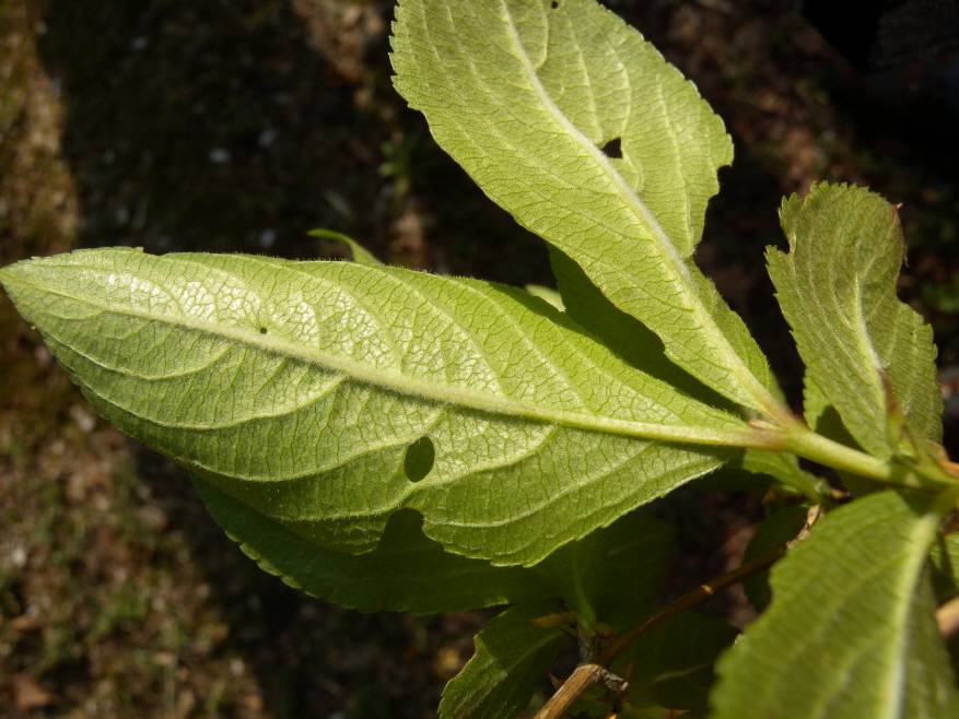 Caprifoliaceae image