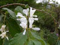 Lonicera maackii image