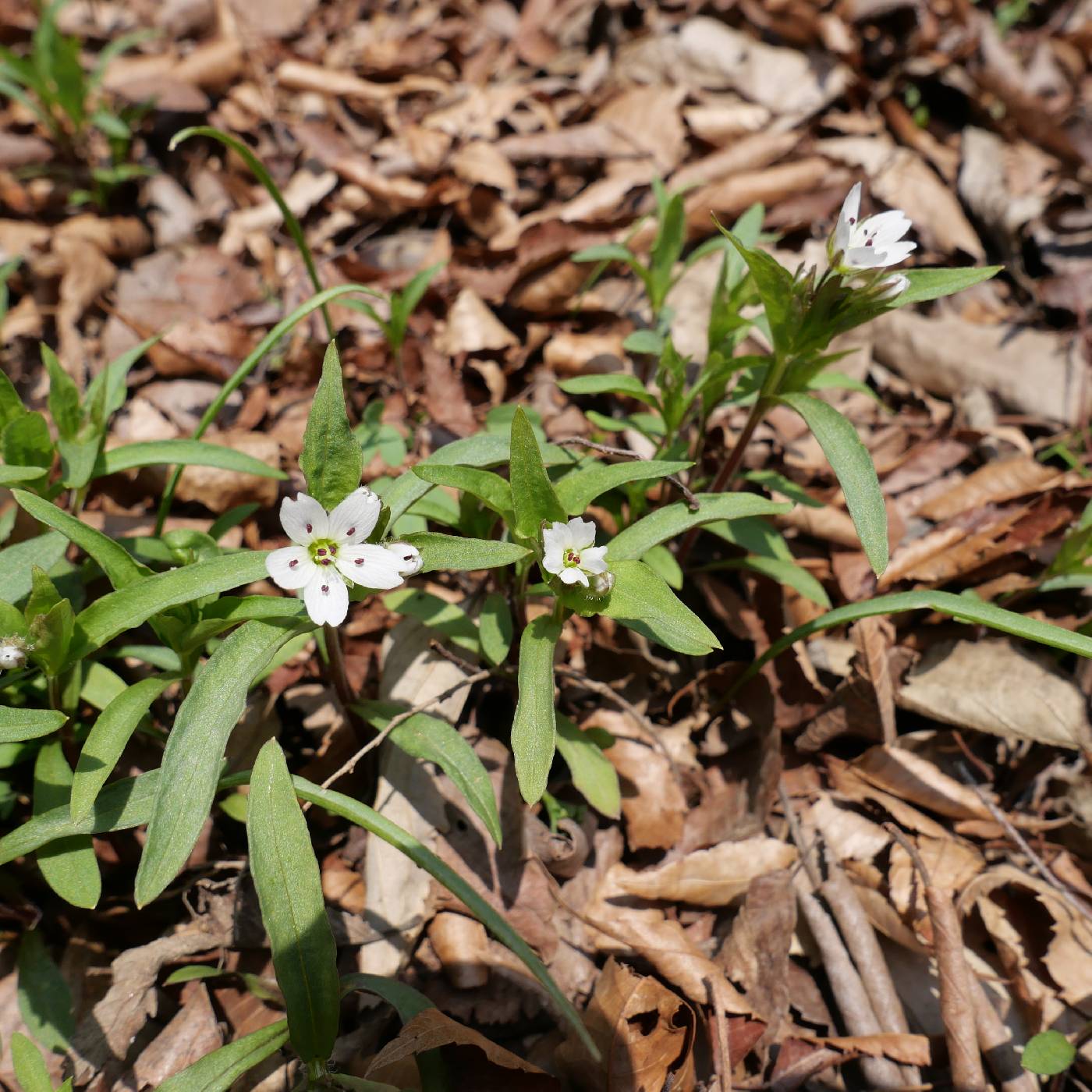 Caryophyllaceae image