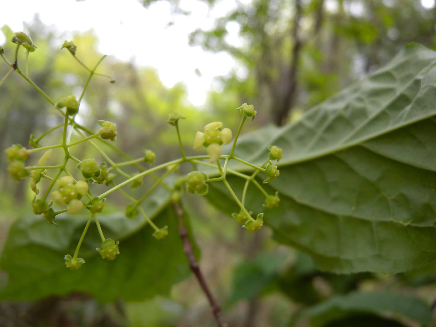 Euonymus macropterus image