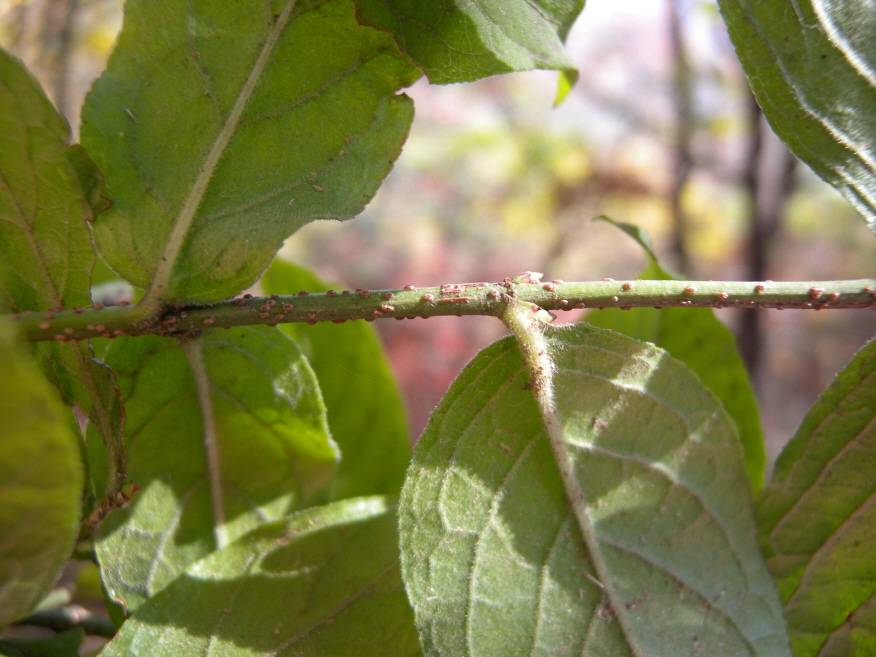 Celastraceae image