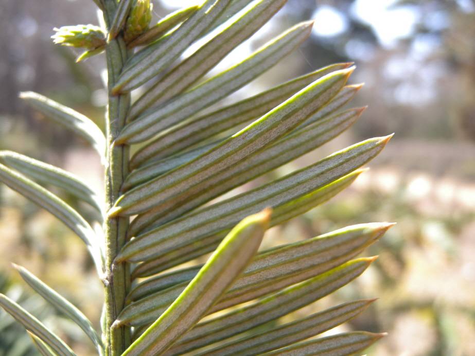 Cephalotaxaceae image