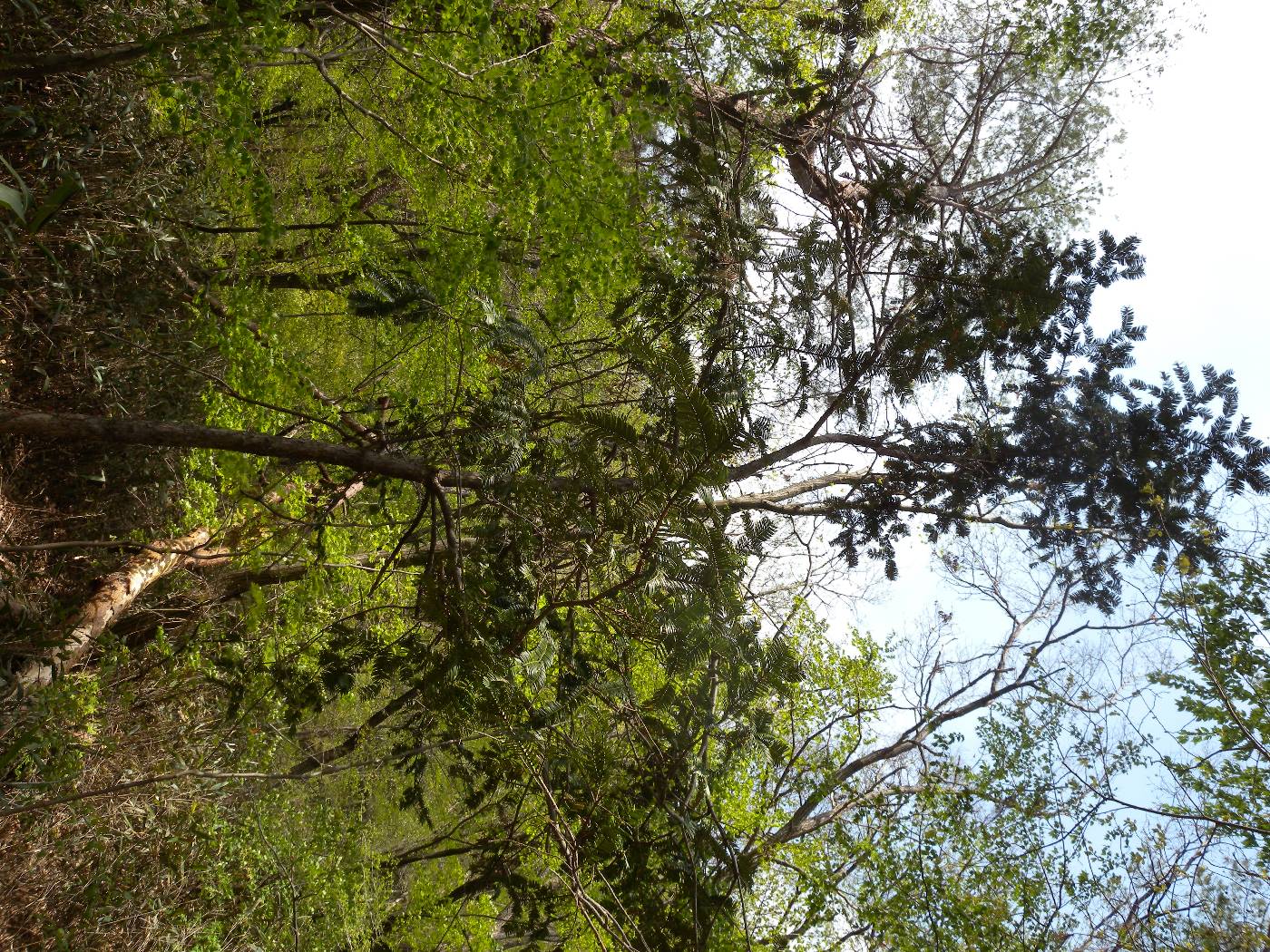 Cephalotaxus image