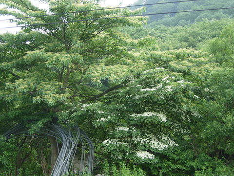 Cornus controversa image
